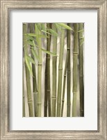 Backlit Bamboo II Fine Art Print