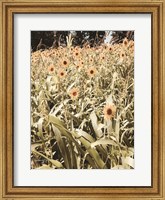 Baby Sunflowers Fine Art Print