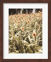 Baby Sunflowers Fine Art Print