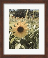 Sunflowers Fine Art Print