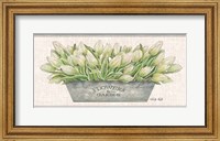 Flowers & Garden White Tulips Fine Art Print