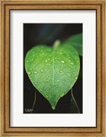 Green Leaf Fine Art Print
