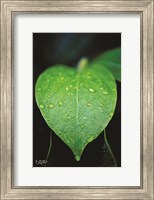Green Leaf Fine Art Print