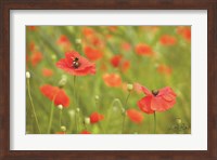 Filed of Poppies Fine Art Print