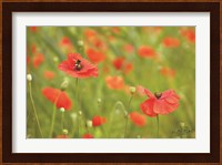 Filed of Poppies Fine Art Print