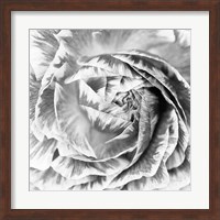 Ranunculus Abstract IV BW Light Fine Art Print