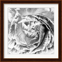 Ranunculus Abstract IV BW Light Fine Art Print