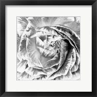Ranunculus Abstract IV BW Light Fine Art Print