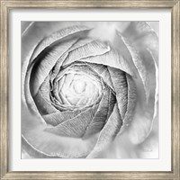 Ranunculus Abstract I BW Light Fine Art Print