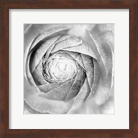 Ranunculus Abstract I BW Light Fine Art Print