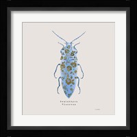 Adorning Coleoptera VIII Sq Blue Framed Print