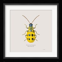 Adorning Coleoptera VII Sq Golden Fine Art Print