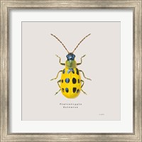 Adorning Coleoptera VII Sq Golden Fine Art Print