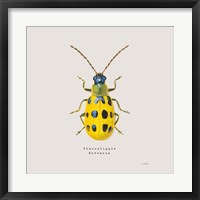 Adorning Coleoptera VII Sq Golden Fine Art Print