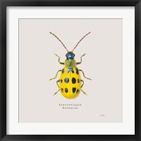 Adorning Coleoptera VII Sq Golden Framed Print