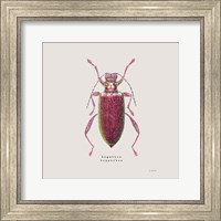 Adorning Coleoptera VI Sq Claret Fine Art Print