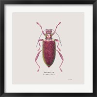 Adorning Coleoptera VI Sq Claret Framed Print