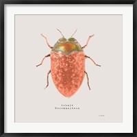 Adorning Coleoptera V Sq Camelia Fine Art Print