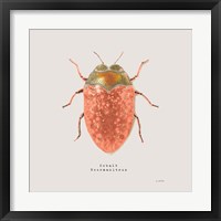 Adorning Coleoptera V Sq Camelia Framed Print
