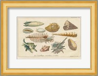 Shell Etchings II Fine Art Print