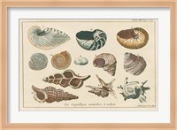 Shell Etchings I Fine Art Print