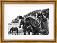 Horses Three Fine Art Print