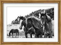 Horses Three Fine Art Print