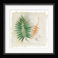 Botanical Study II Light Framed Print
