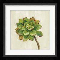 Front Yard Succulent IV Fine Art Print