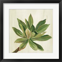 Front Yard Succulent I Framed Print