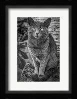 Cat Sitting on Rock Fine Art Print