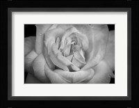 Monochrome Flower 03 Fine Art Print
