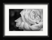 Monochrome Flower 26 Fine Art Print