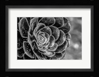 Monochrome Flower 27 Fine Art Print
