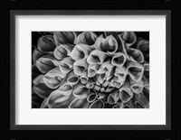 Monochrome Flower 33 Fine Art Print