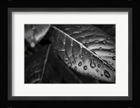Monochrome Flower 38 Fine Art Print