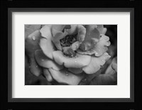 Monochrome Flower 53 Fine Art Print