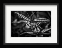 Monochrome Flower 55 Fine Art Print