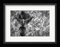 Monochrome Flower 56 Fine Art Print