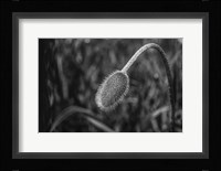 Monochrome Flower 57 Framed Print