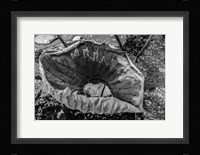 Monochrome Flower 63 Fine Art Print