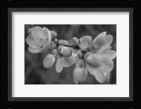 Monochrome Flower 66 Fine Art Print