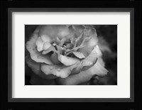 Monochrome Flower 67 Fine Art Print