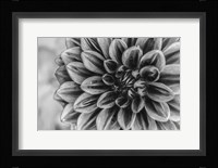 Monochrome Flower 70 Fine Art Print