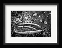 Monochrome Flower 73 Fine Art Print