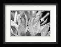 Monochrome Flower 76 Fine Art Print