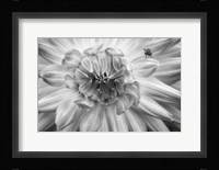 Monochrome Flower 78 Fine Art Print