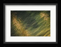 Painted on Water 16 Fine Art Print