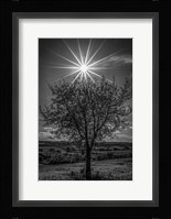 Rays of Sun over Foliage Fine Art Print