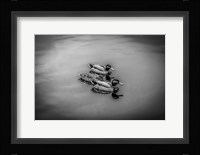 Three Little Ducks Fine Art Print